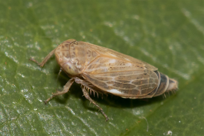 Leafhopper - Euscelis incisus 10-10-21.jpg