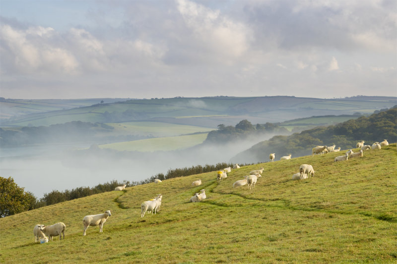 Week 40 - Salcombe - Misty Morning from Snapes Point Path #3.jpg