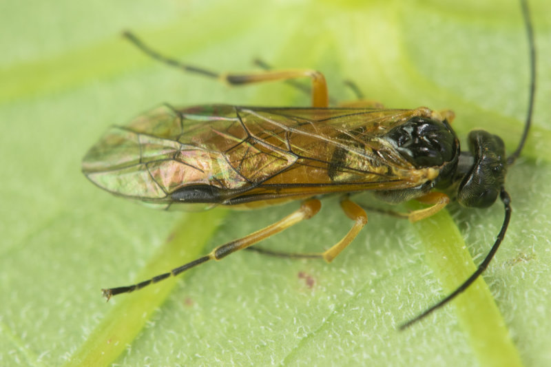 Sawfly - Apethymus filiformis poss 11-10-21 top.jpg