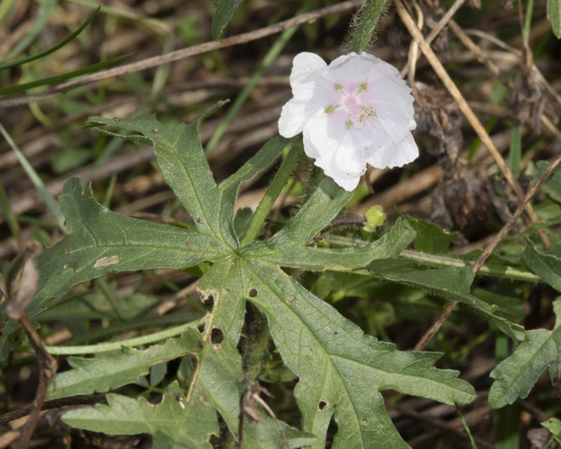 Musk Mallow leaves 13-10-21.jpg