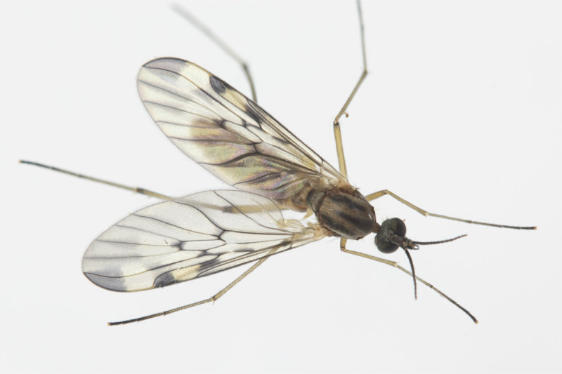 Cranefly - Window Gnat - Sylvicola fenestralis 22-10-21.jpg