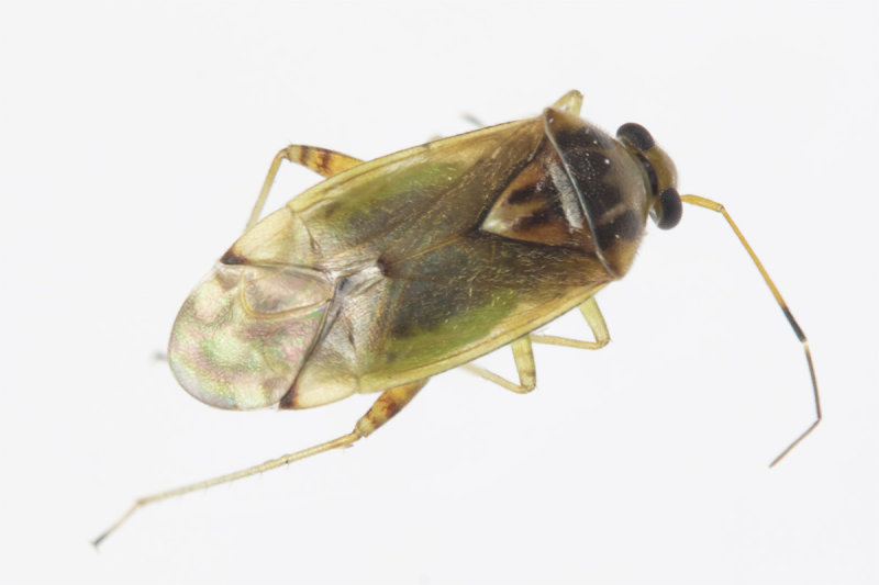 Deraeocoris lutescens prob 22-10-21.jpg