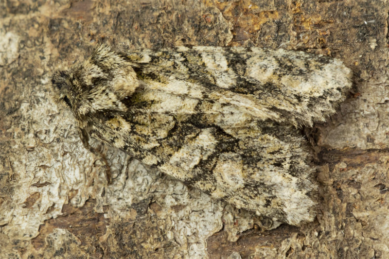 Brindled Green Moth - Dryobotodes eremita 22-10-21.jpg