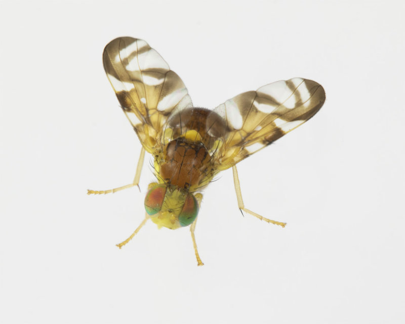 Celery Fly - Euleia heraclei 22-10-21.jpg
