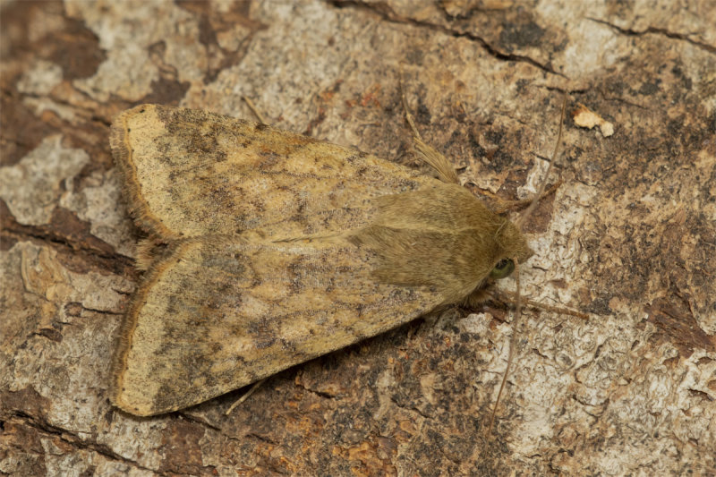 Moth - Scarce Bordered Straw - Helicoverpa armigera 30-10-21.jpg