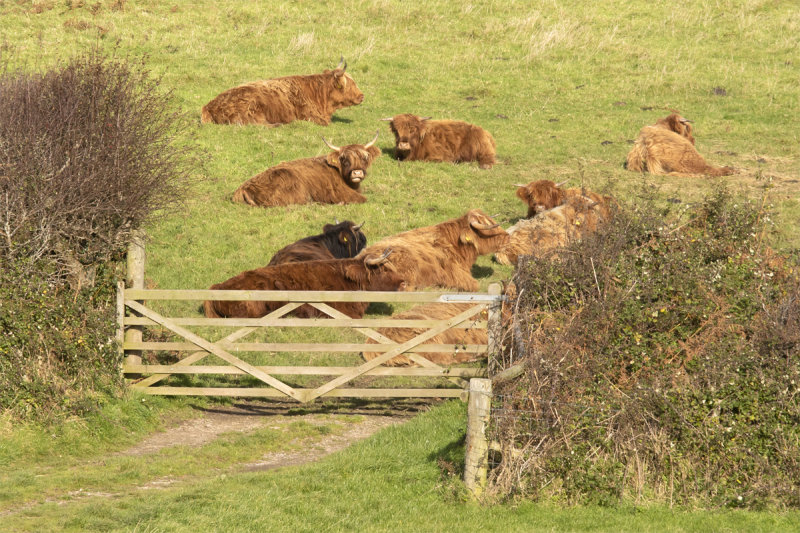 Week 47 - Highland Cattle near Bolt Head.jpg