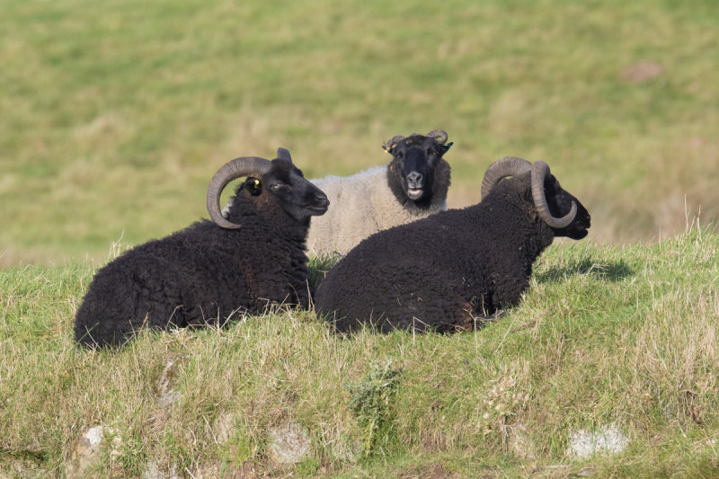 Week 49 - Sheep at Aveton Gifford.jpg
