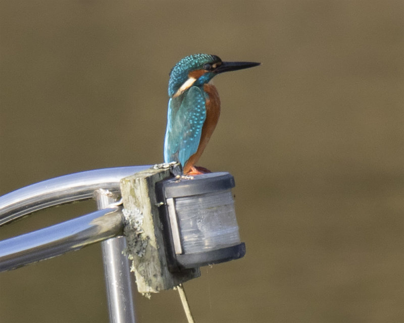 Week 49 - Kingfisher on Boat Bow.jpg