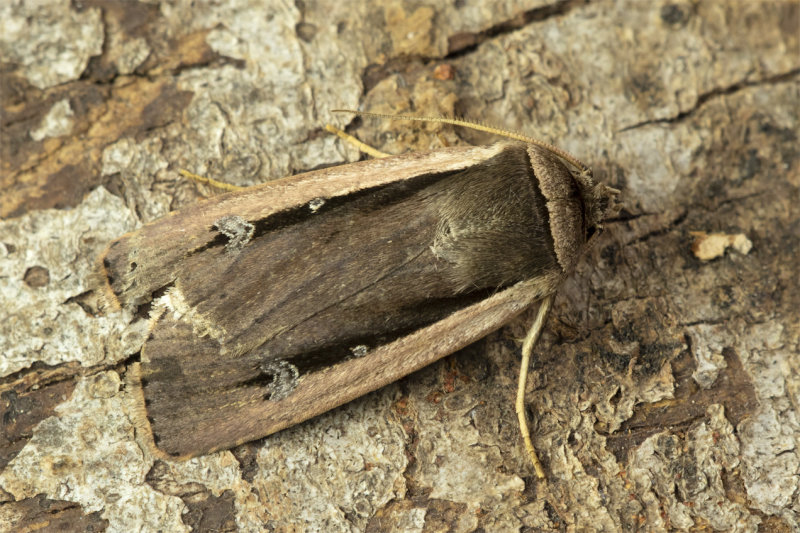Radford's Flame Shoulder Moth - Ochropleura leucogaster 19-11-21.jpg