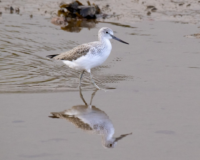 Greenshank - South Efford 10-12-21.jpg