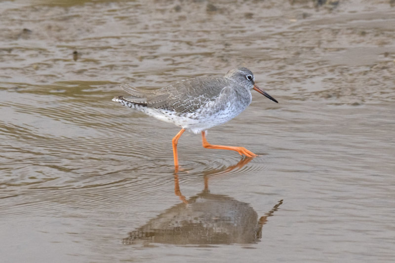 Redshank at South Efford 10-12-21.jpg