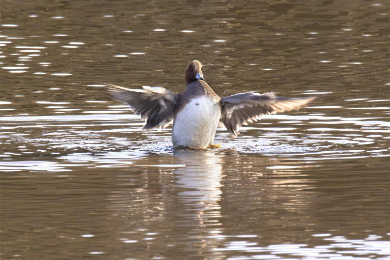 Wigeon - South Efford 10-12-21.jpg
