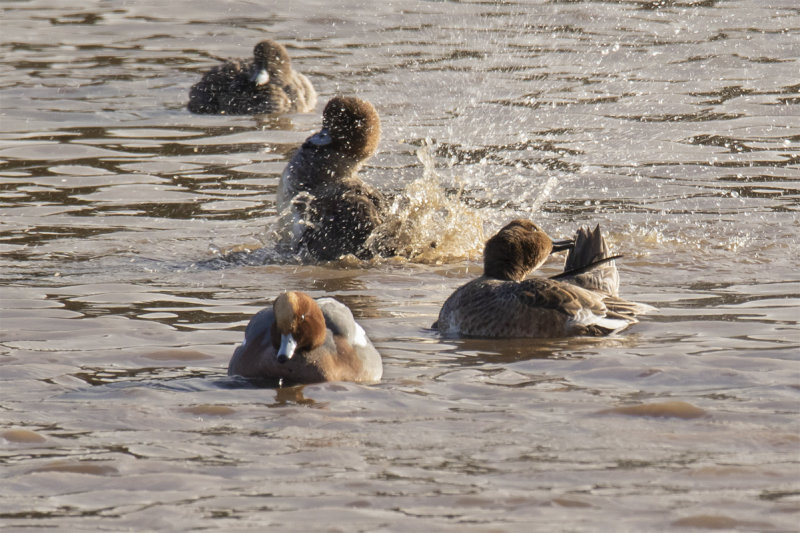 Wigeon - South Efford 10-12-21 #2.jpg