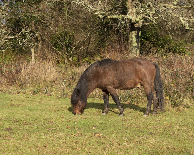 Dartmoor Pony at Andrews Wood 26-12-21.jpg