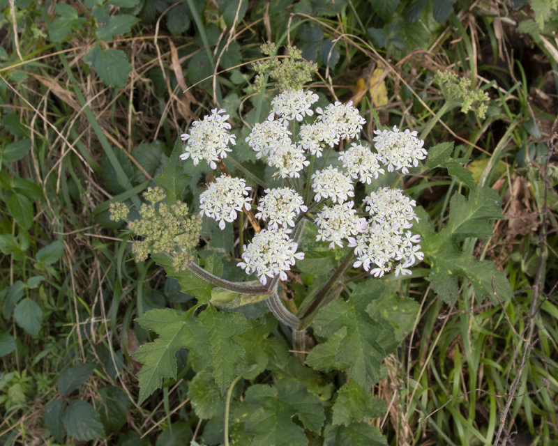 Hogweed - Heracleum sphondylium poss 04-01-21.jpg