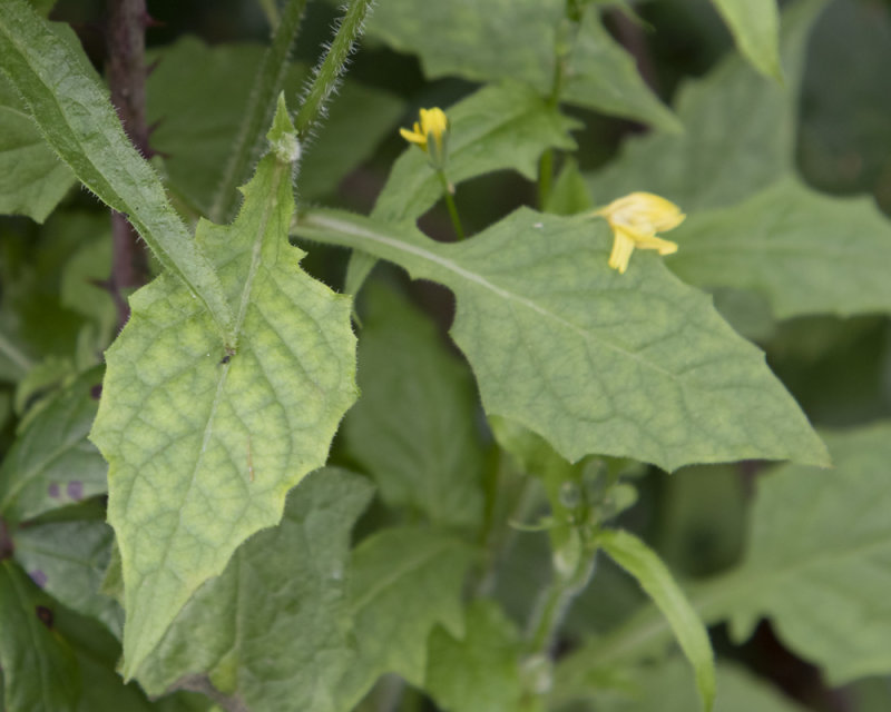 Nipplewort - Lapsana communis leaves 04-01-21.jpg