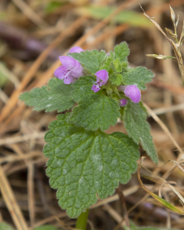 Red Dead-nettle - Lamium purpureum 04-01-22.jpg