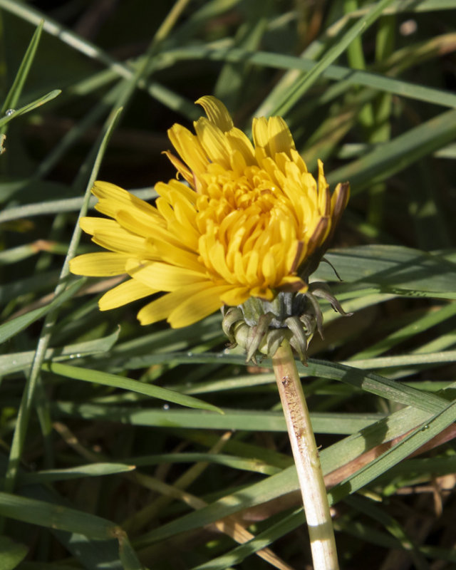 Dandelion - Taraxacum agg 04-01-22.jpg