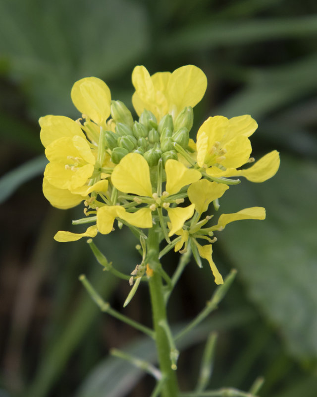 Oilseed Rape - Brassica napus poss 04-01-22.jpg