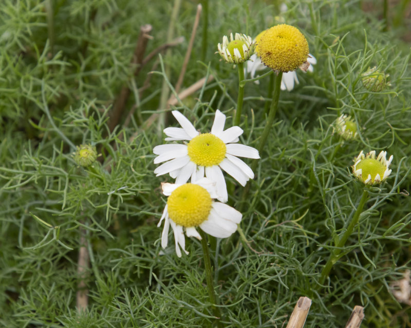 Scentless Mayweed - Tripleurospermum inodorum 04-01-22.jpg