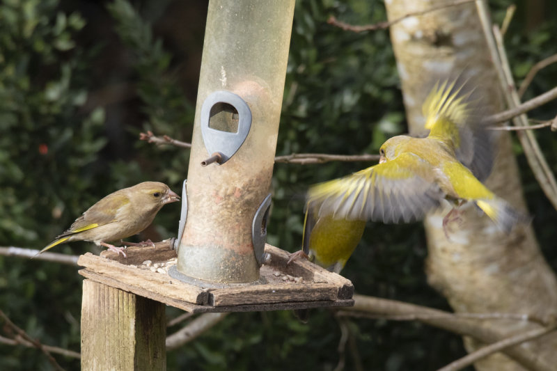 Greenfinches 21-02-22.jpg