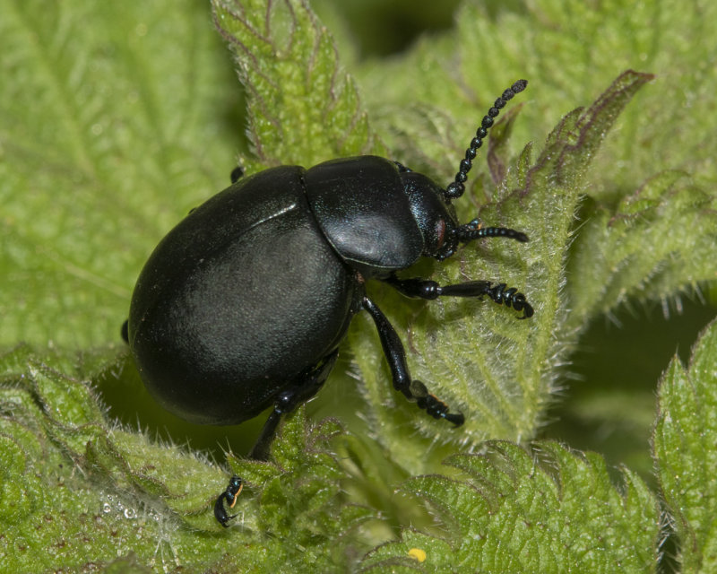 Bloody-nosed Beetle - Timarcha tenebricosa 154-03-22.jpg
