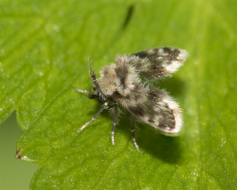 Moth Fly - Pericoma sp 14-03-22.jpg