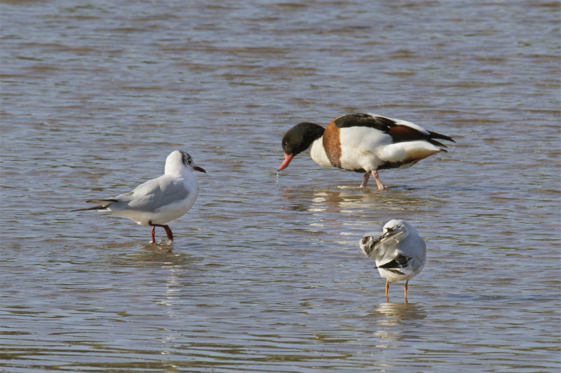 Week 09 - Black-headed Gulls & Shelduck.jpg