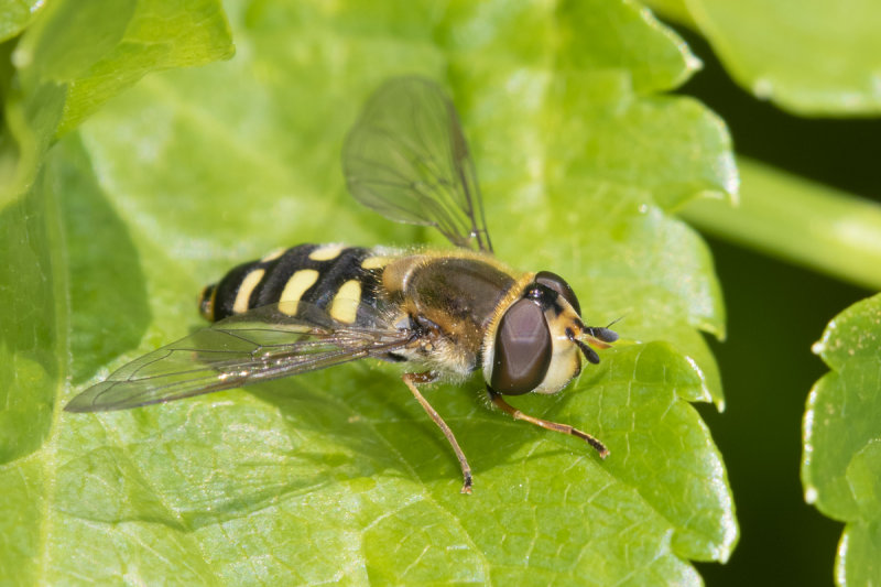 Eupeodes luniger f 17-03-22.jpg