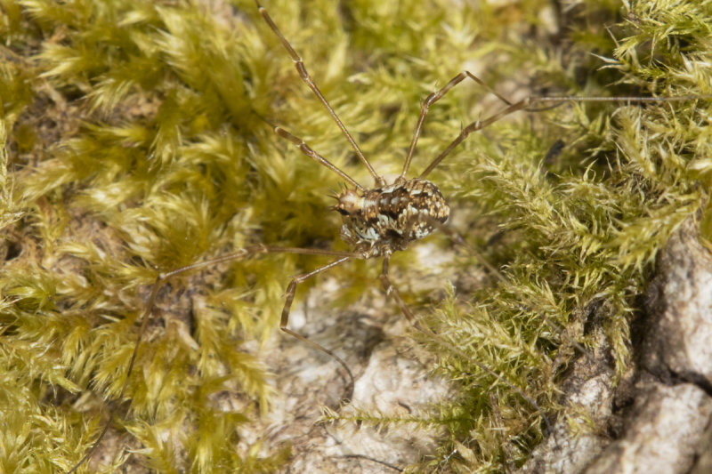 Harvestman - Megabunus diadema 17-03-22.jpg