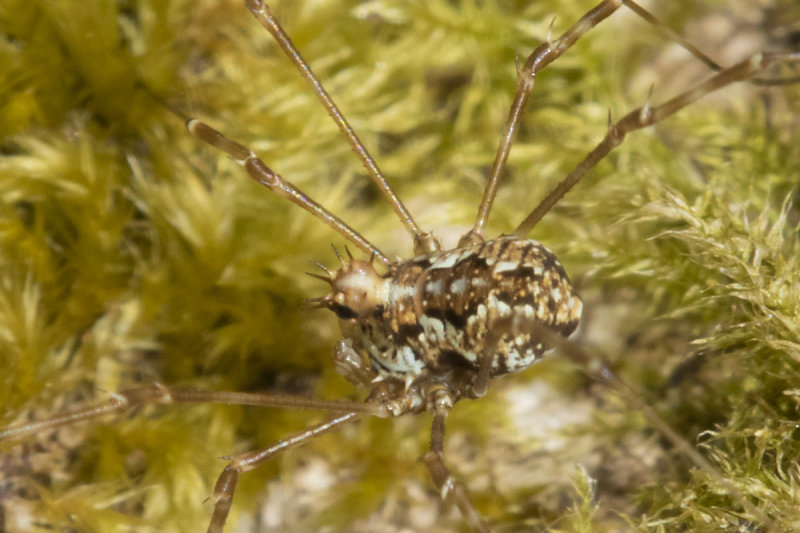 Harvestman - Megabunus diadema 17-03-22 closer.jpg
