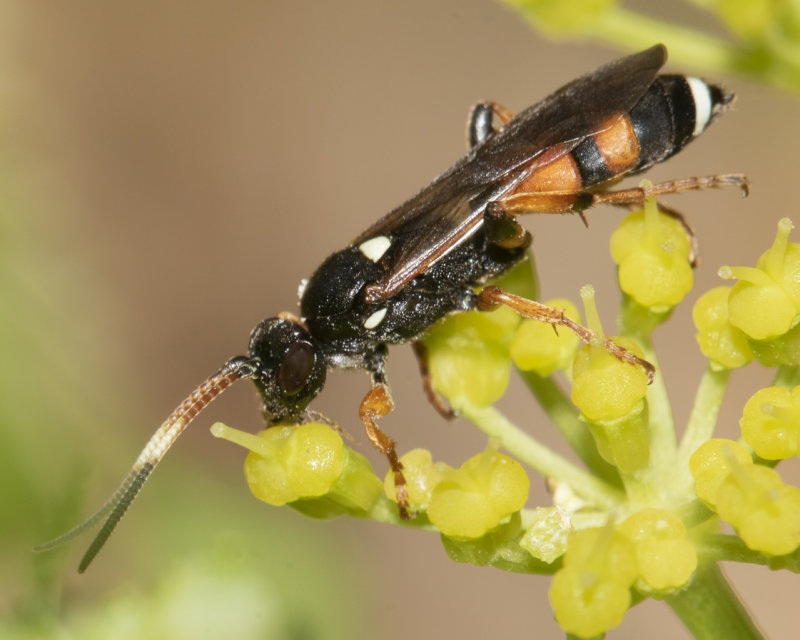 Ichneumon sarcitorius f 17-03-22.jpg