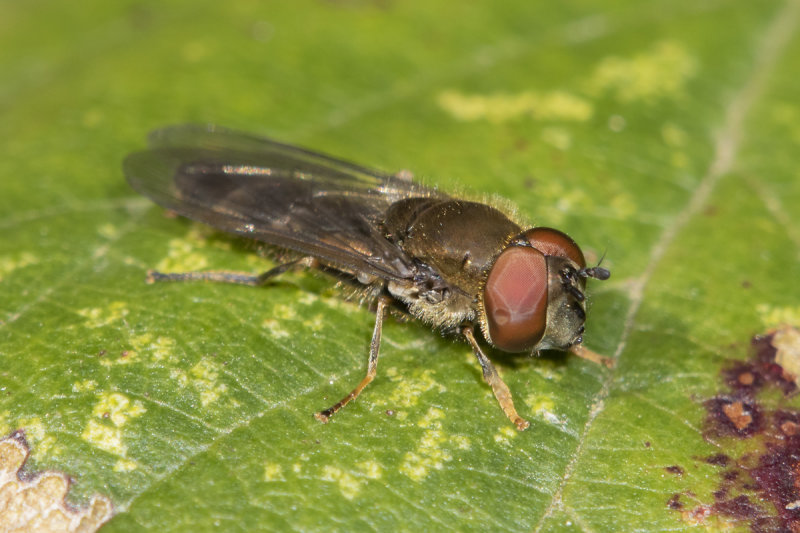 Platycheirus albimanus m 17-03-22.jpg