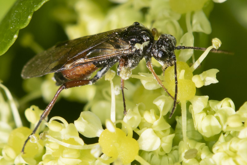 Sawfly - Aglaostigma aucupariae 17-03-22.jpg
