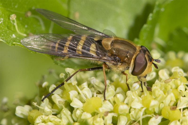 Syrphus torvus f 17-03-22.jpg