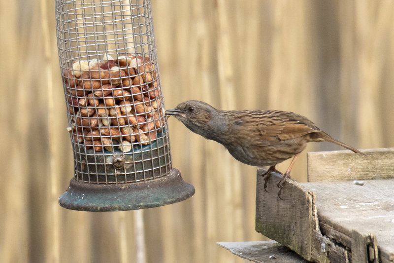 Dunnock stretching for a nut 21-03-22.jpg