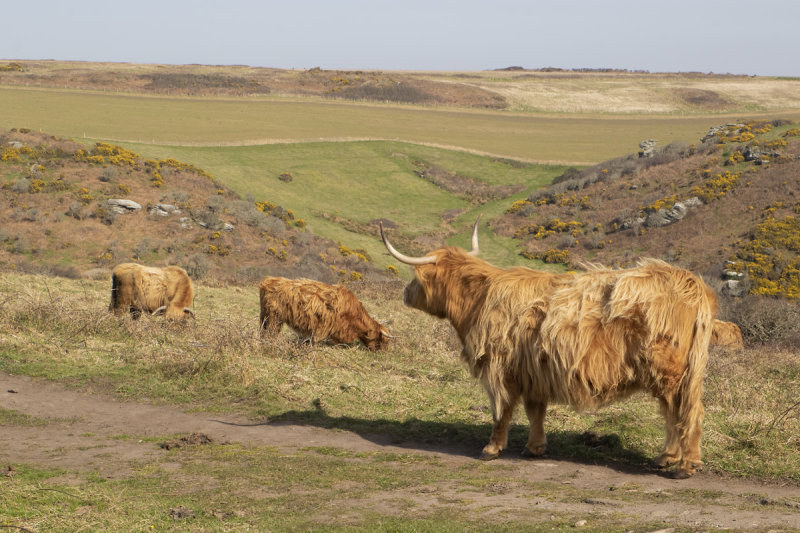 Week 11 - Highland Cows at Bolberry Down 22-03-22.jpg