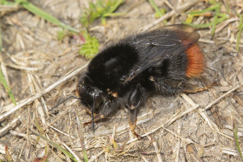 Bombus lapidarius - Red-tailed Bumblebee 22-03-22.jpg