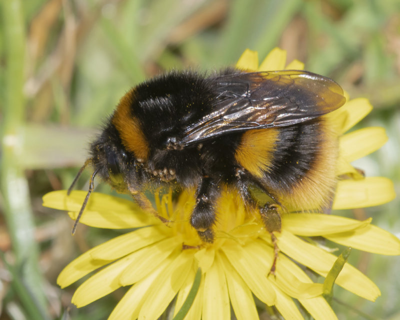 Buff-tailed Bumblebee - Bombus terrestris queen 23-03-22.jpg