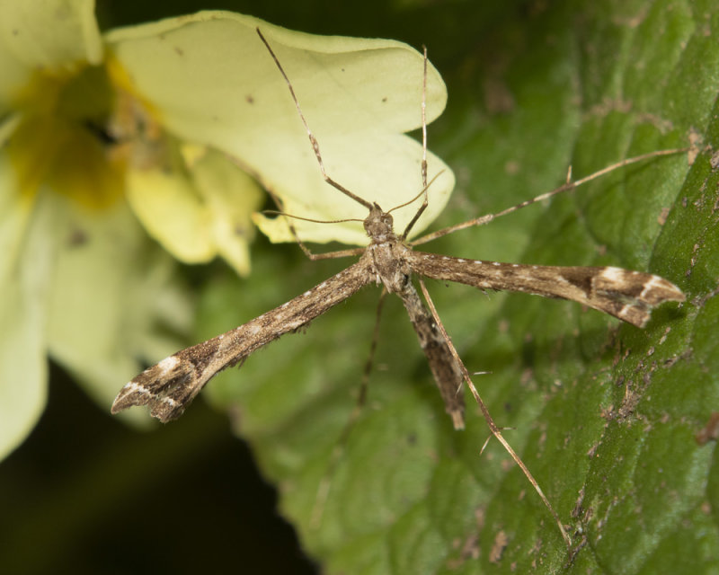 Beautiful Plume Moth - Amblyptilia acanthadactyla poss 23-03-22.jpg