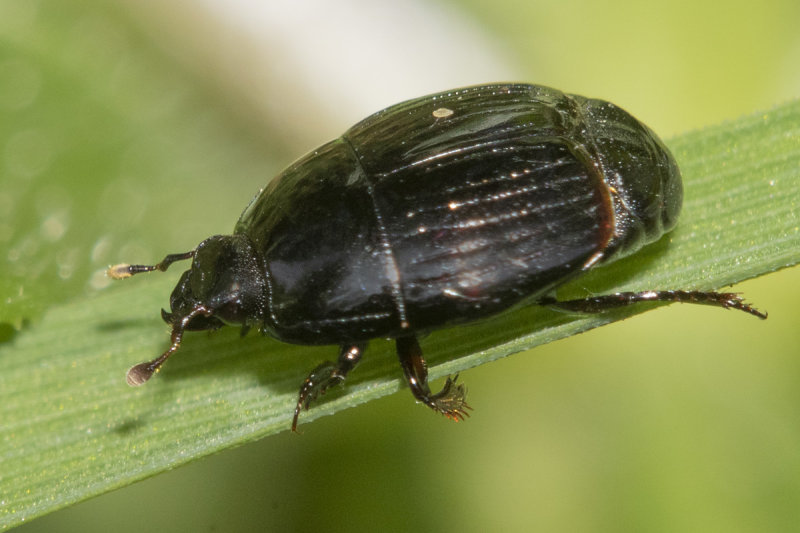 Beetle - Histeridae sp poss 25-03-22.jpg