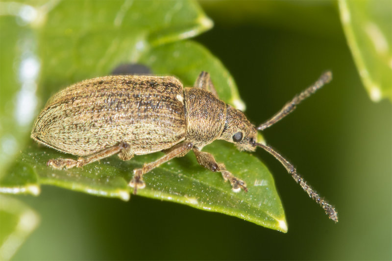 Common Leaf Weevil - Phyllobius pyri 24-03-22.jpg