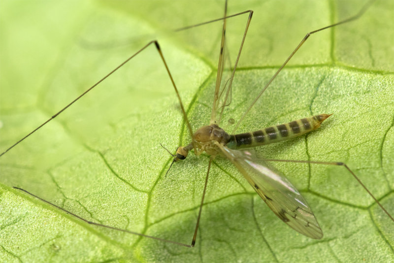 Cranefly - Dicranomyia chorea poss 22-03-22.jpg