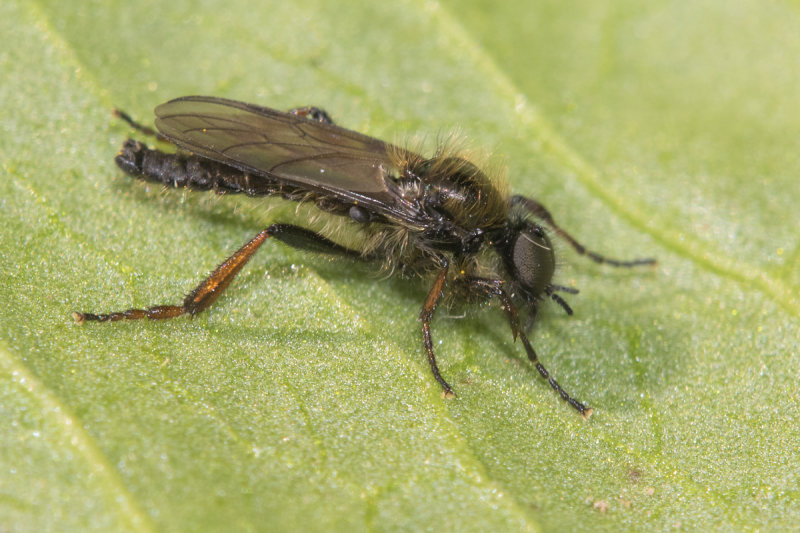 Bibio lanigerus m 27-03-22 side.jpg