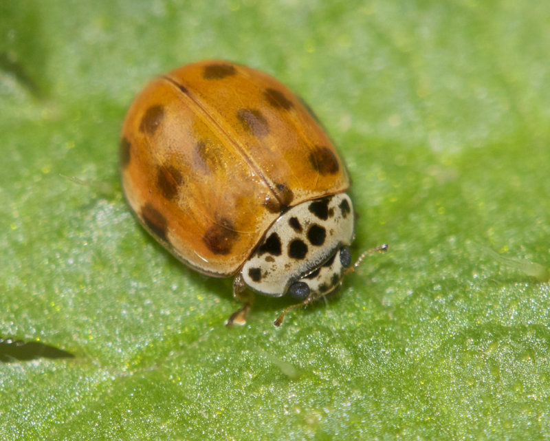 10 spot Ladybird - Adalia 10 punctata 30-03-22.jpg