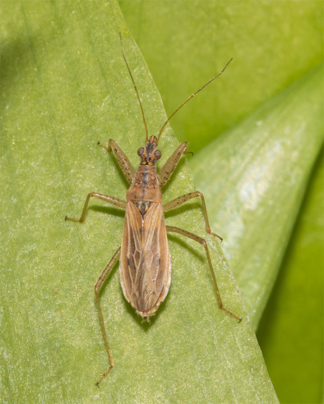 Common Damsel Bug - Nabis rugosus 30-03-22.jpg