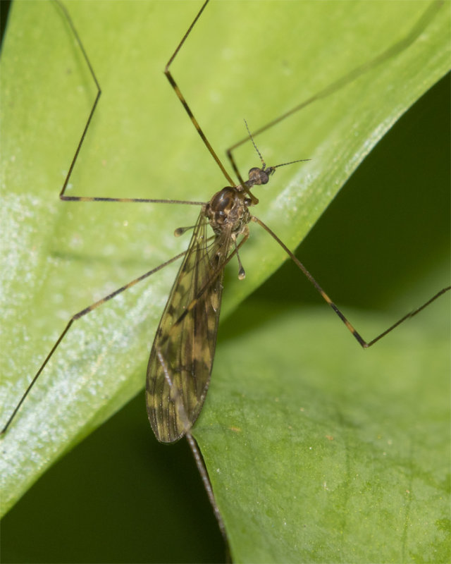 Cranefly - Limonia nubeculosa 30-03-22.jpg