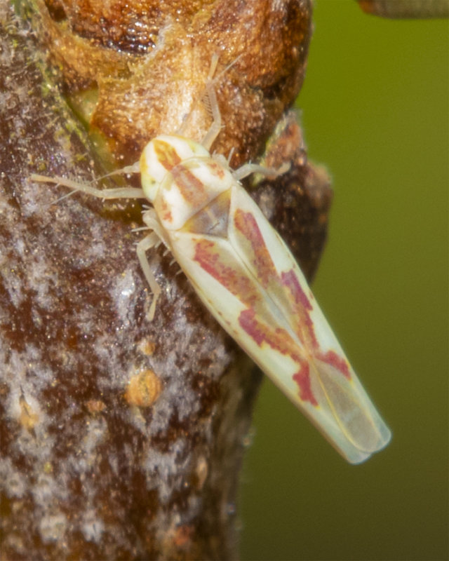 Leafhopper - Zygina angusta 30-03-22 #2.jpg