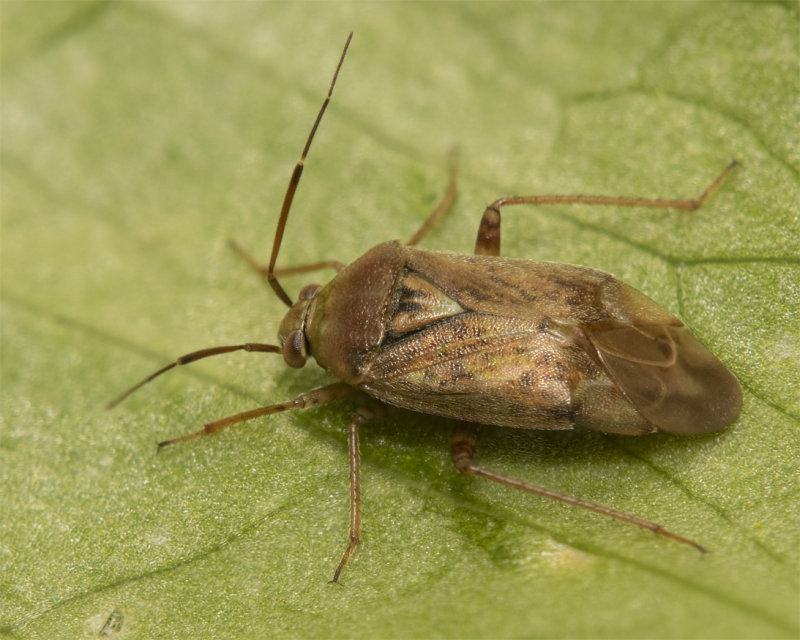 Tarnished Plant Bug - Lygus rugulipennis 30-03-22 #7806 copy.jpg