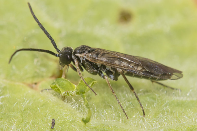 Sawfly - Empria sp poss 10-04-22 side.jpg